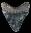 Juvenile Megalodon Tooth - Serrated Blade #61835-1